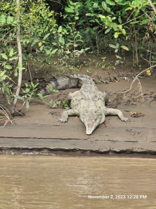 A crocodile in the Tárcoles River
